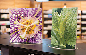 300x190px Steller 300x190px Steller